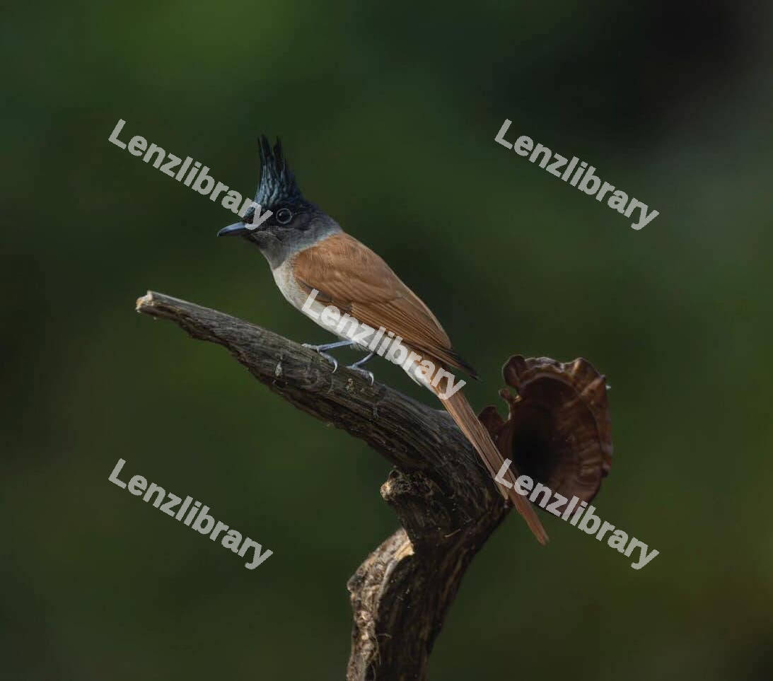 Indian paradise flycatcher